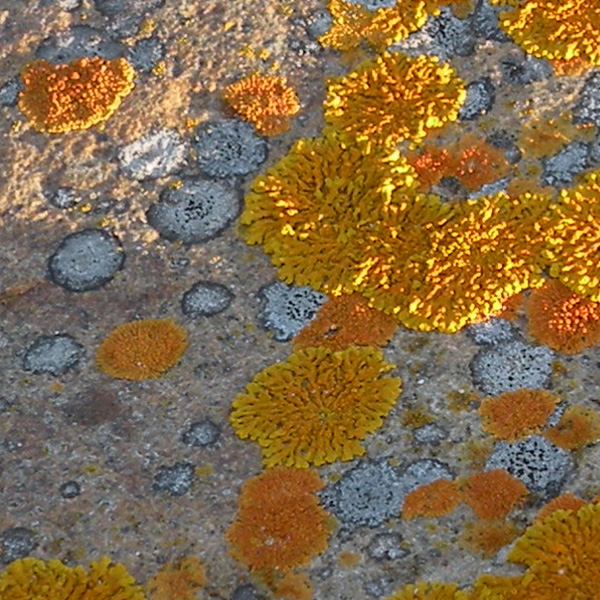 Lichen Trail in Sud Africa